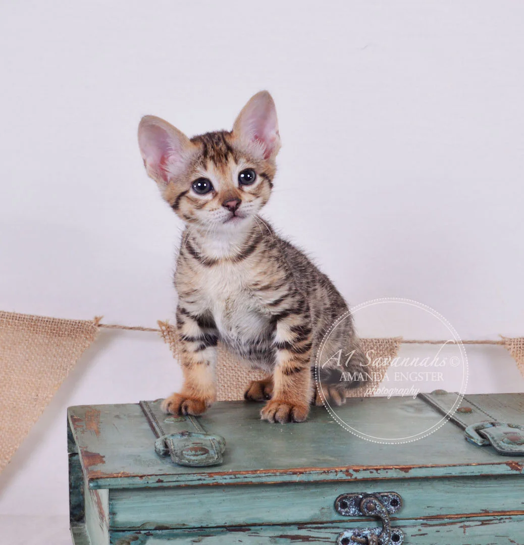 A1Savannahs Tedric F3 Male Savannah Kitten