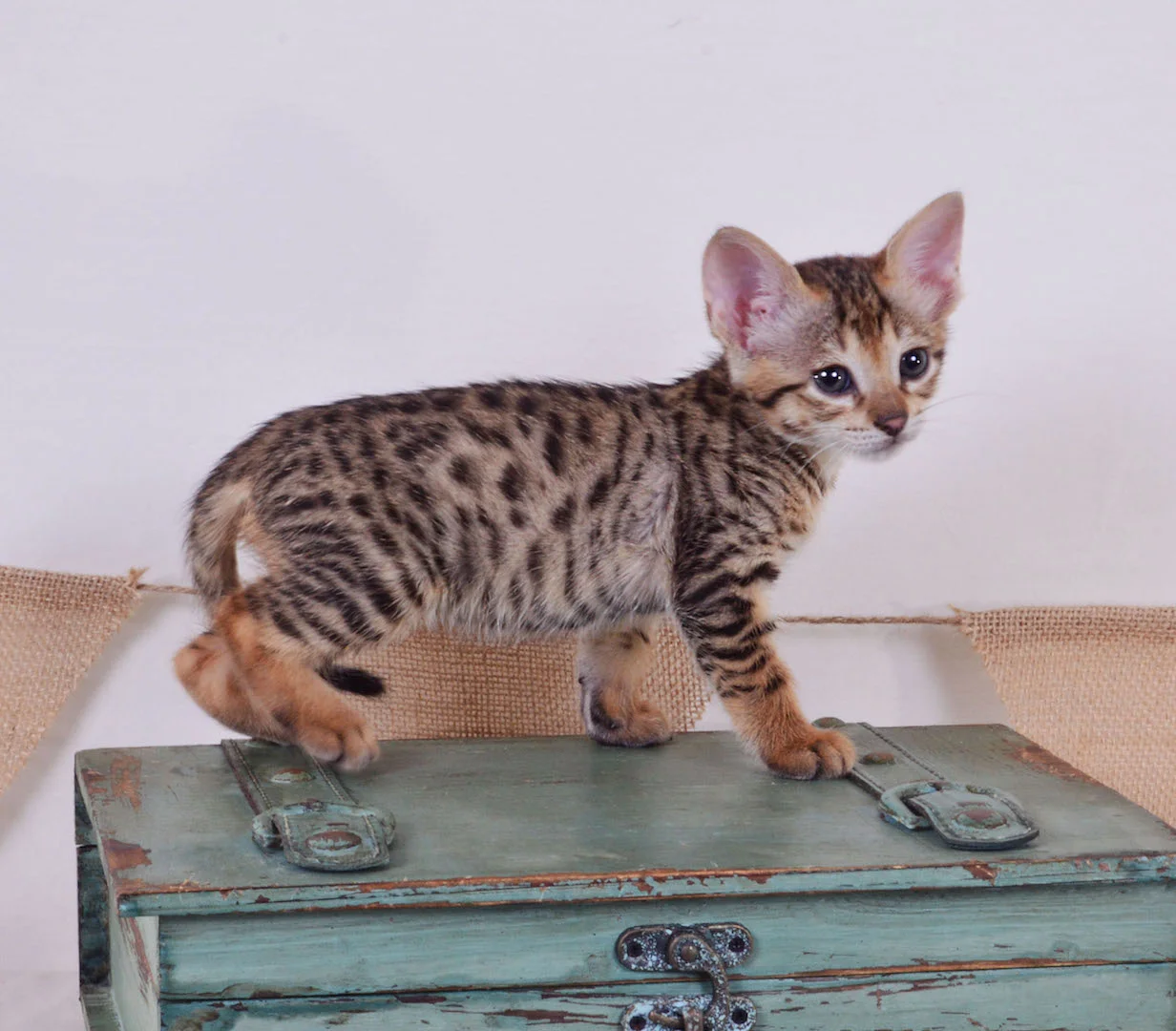 A1Savannahs Tedric F3 Male Savannah Kitten