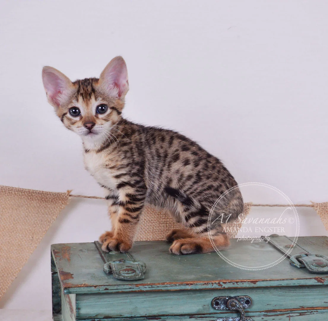 A1Savannahs Tedric F3 Male Savannah Kitten