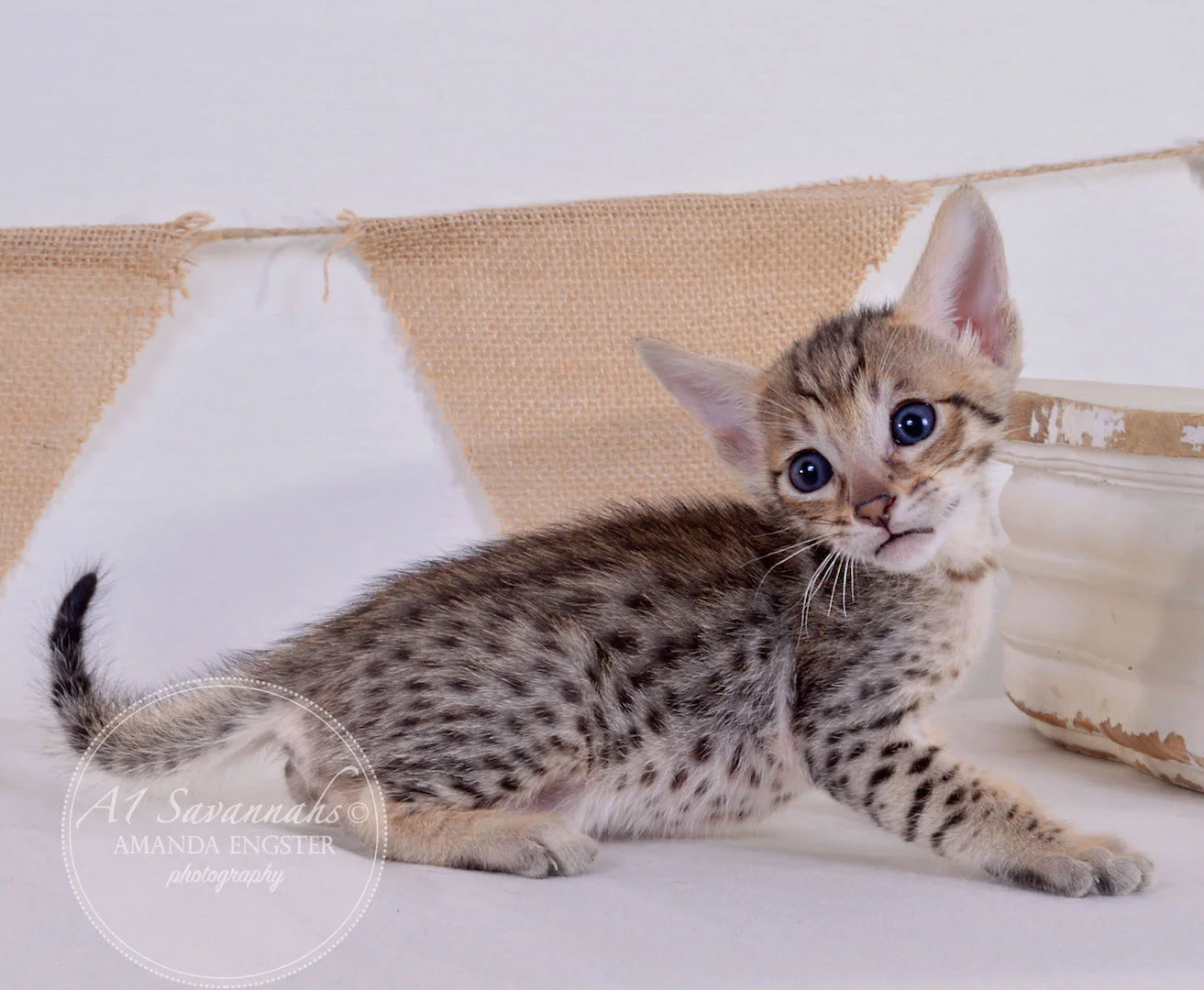 A1Savannahs Alden F5 Male Savannah Kitten