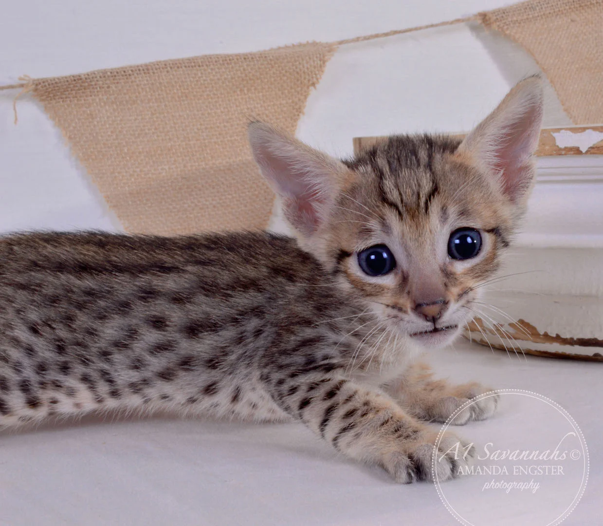 A1Savannahs Alden F5 Male Savannah Kitten