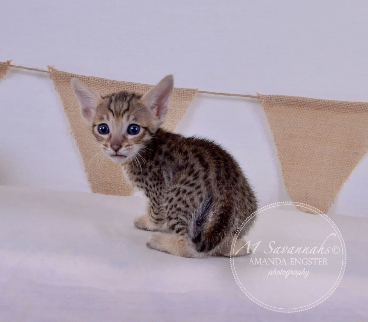A1Savannahs Alden F5 Male Savannah Kitten
