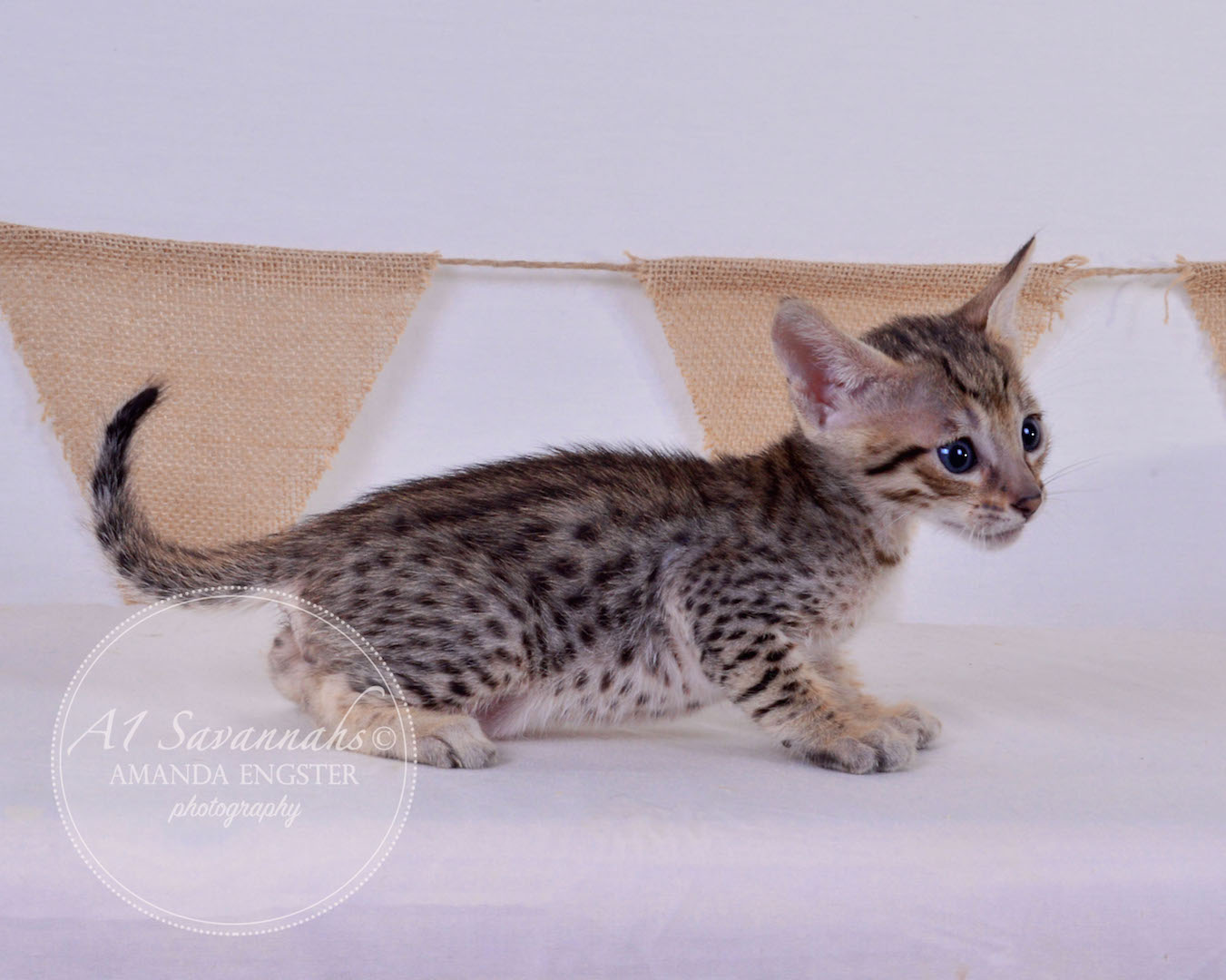 A1Savannahs Alden F5 Male Savannah Kitten