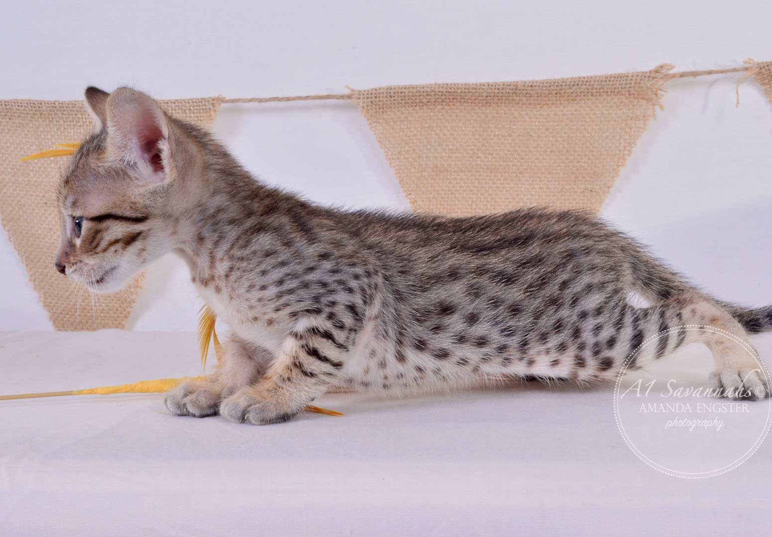 A1Savannahs Alden F5 Male Savannah Kitten