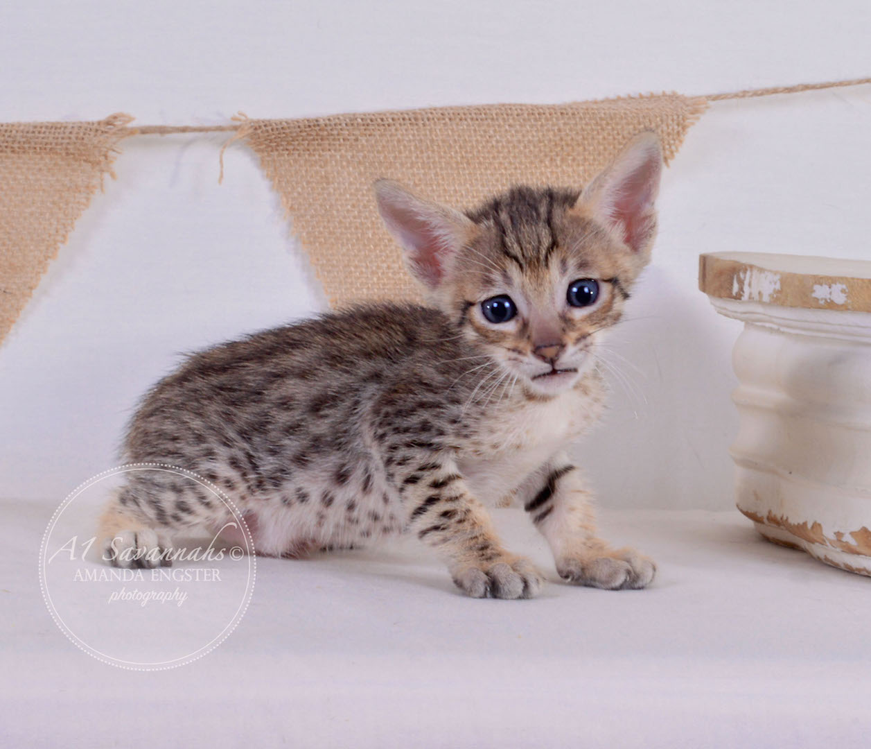 A1Savannahs Alden F5 Male Savannah Kitten