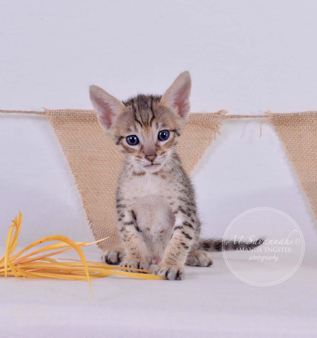 A1Savannahs Alden F5 Male Savannah Kitten