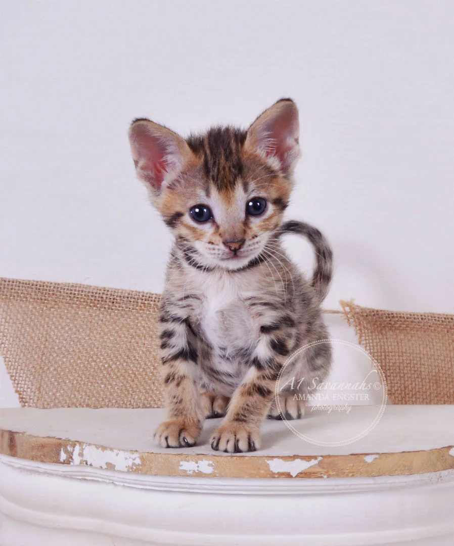 A1Savannahs Truman F3 Male Savannah Kitten