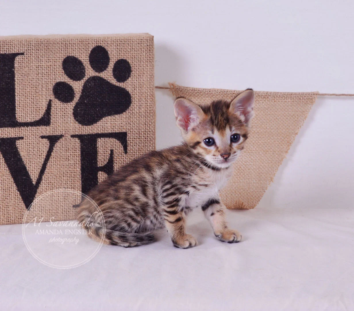 A1Savannahs Truman F3 Male Savannah Kitten