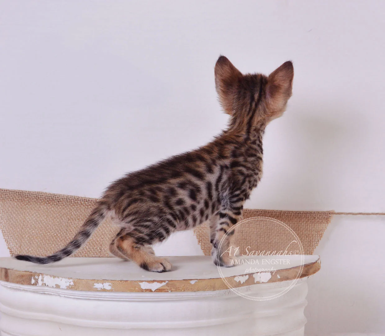 A1Savannahs Truman F3 Male Savannah Kitten