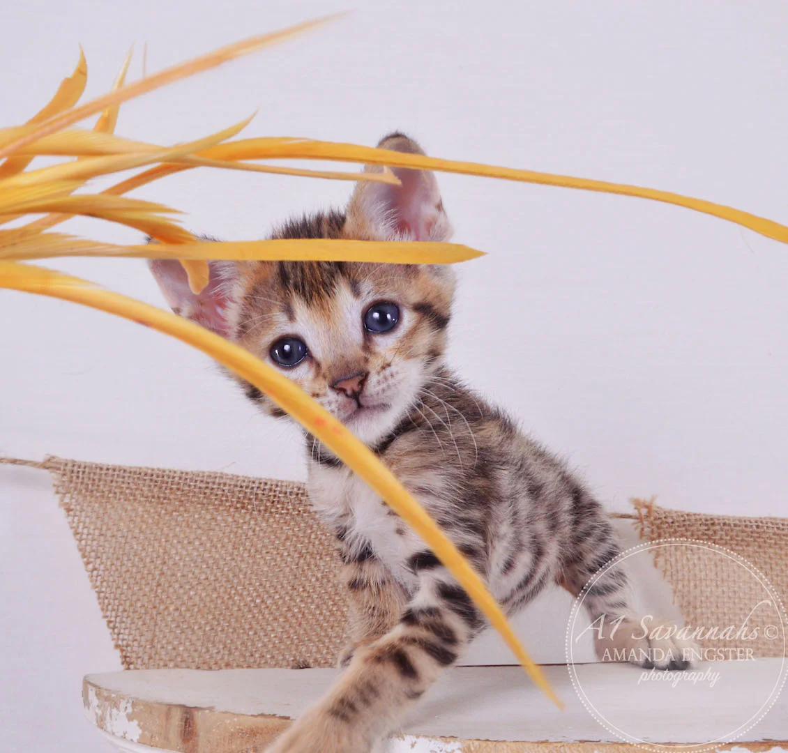 A1Savannahs Truman F3 Male Savannah Kitten