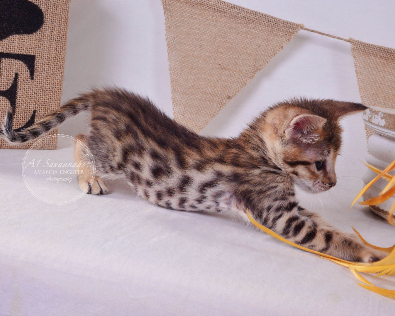 A1Savannahs Truman F3 Male Savannah Kitten