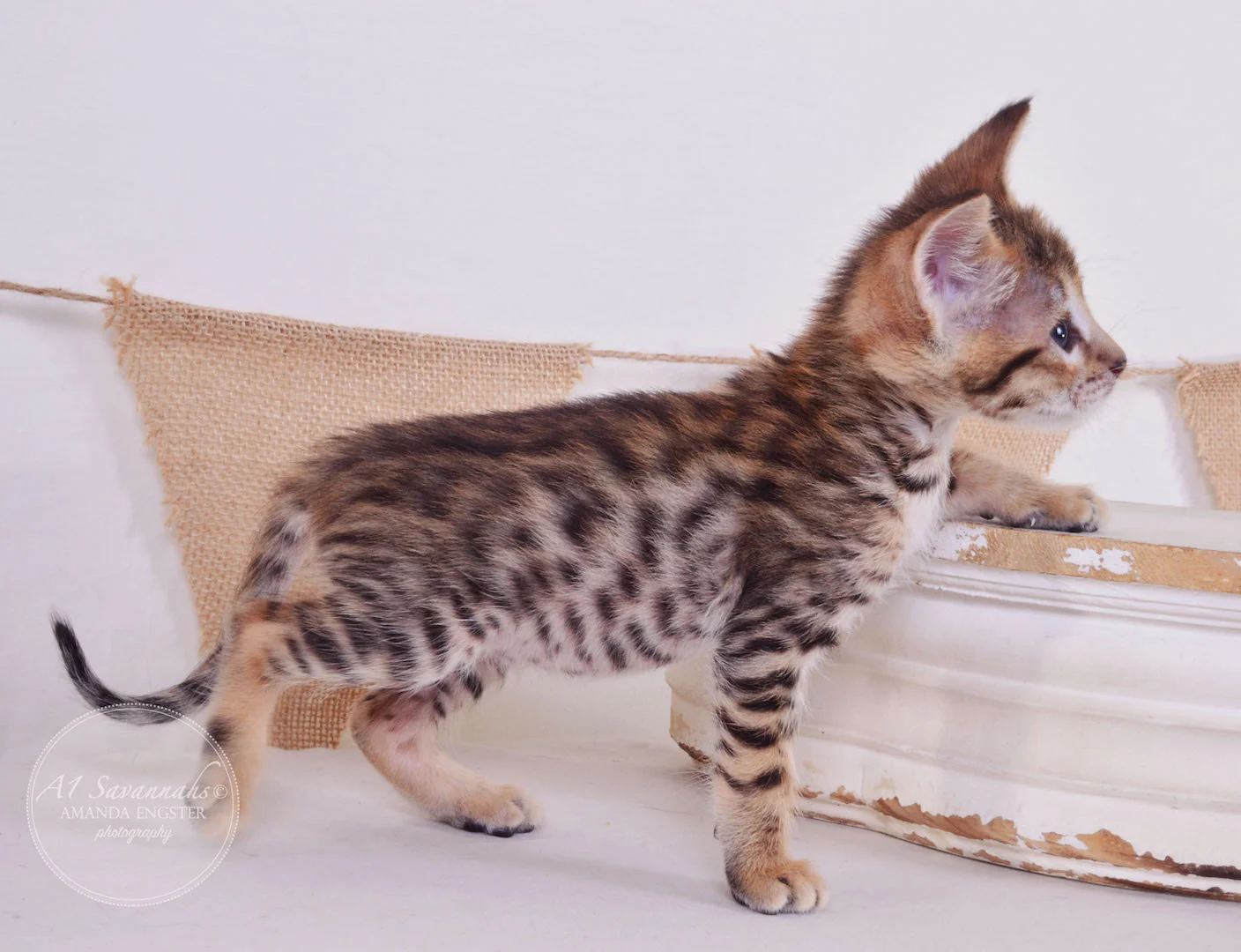 A1Savannahs Truman F3 Male Savannah Kitten
