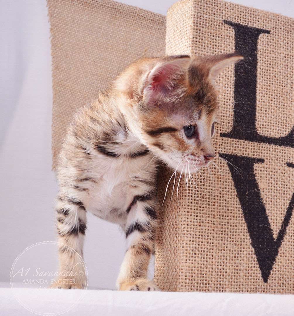 A1Savannahs Truman F3 Male Savannah Kitten