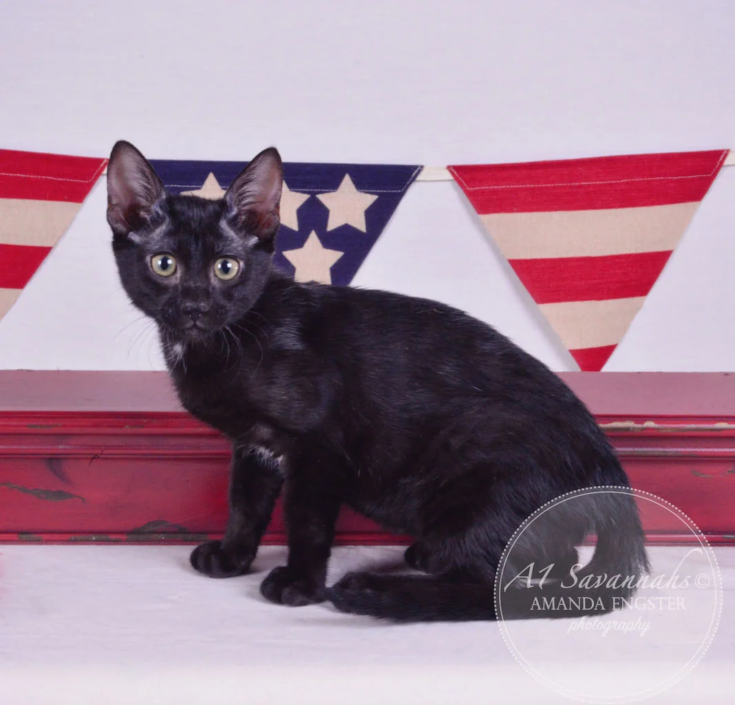 A1Savannahs Halle F5 Female Savannah Kitten