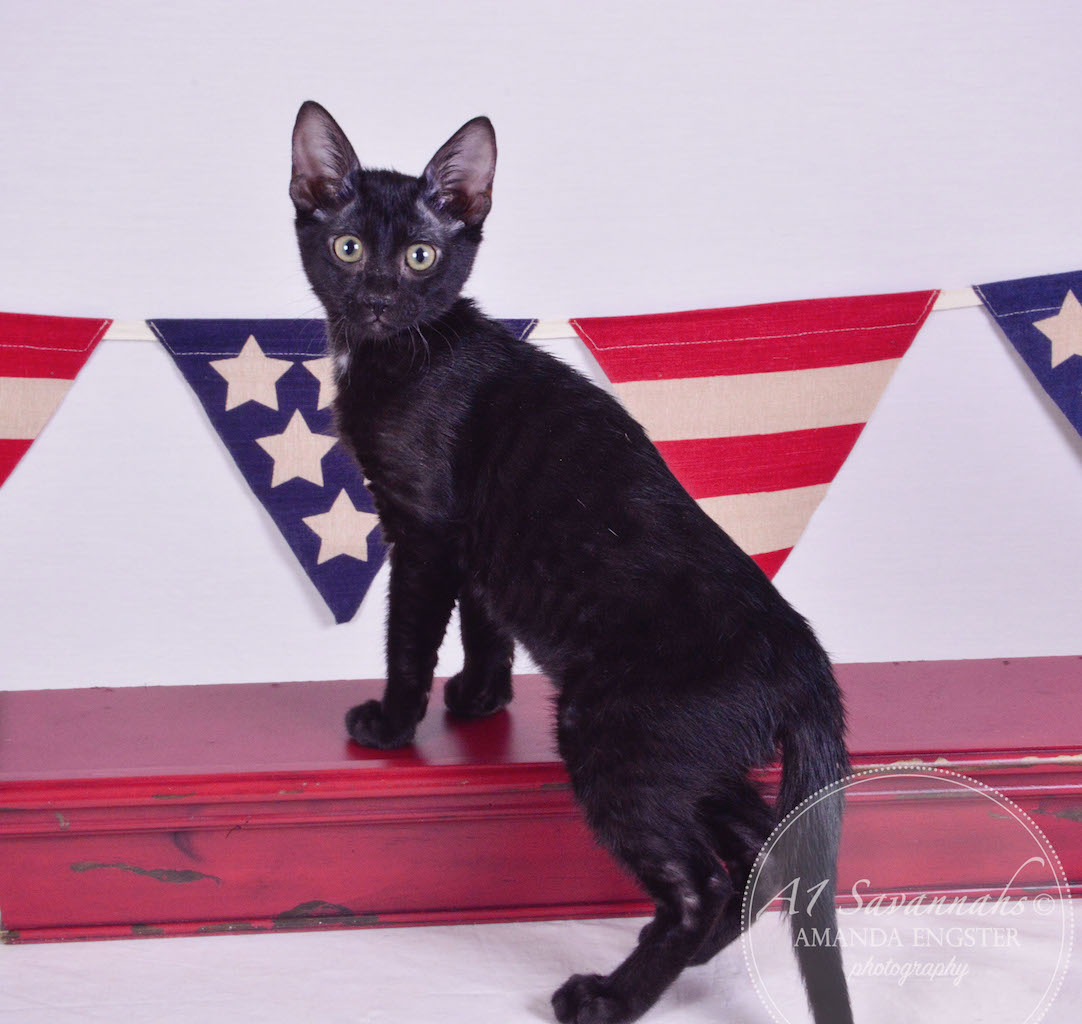 A1Savannahs Halle F5 Female Savannah Kitten