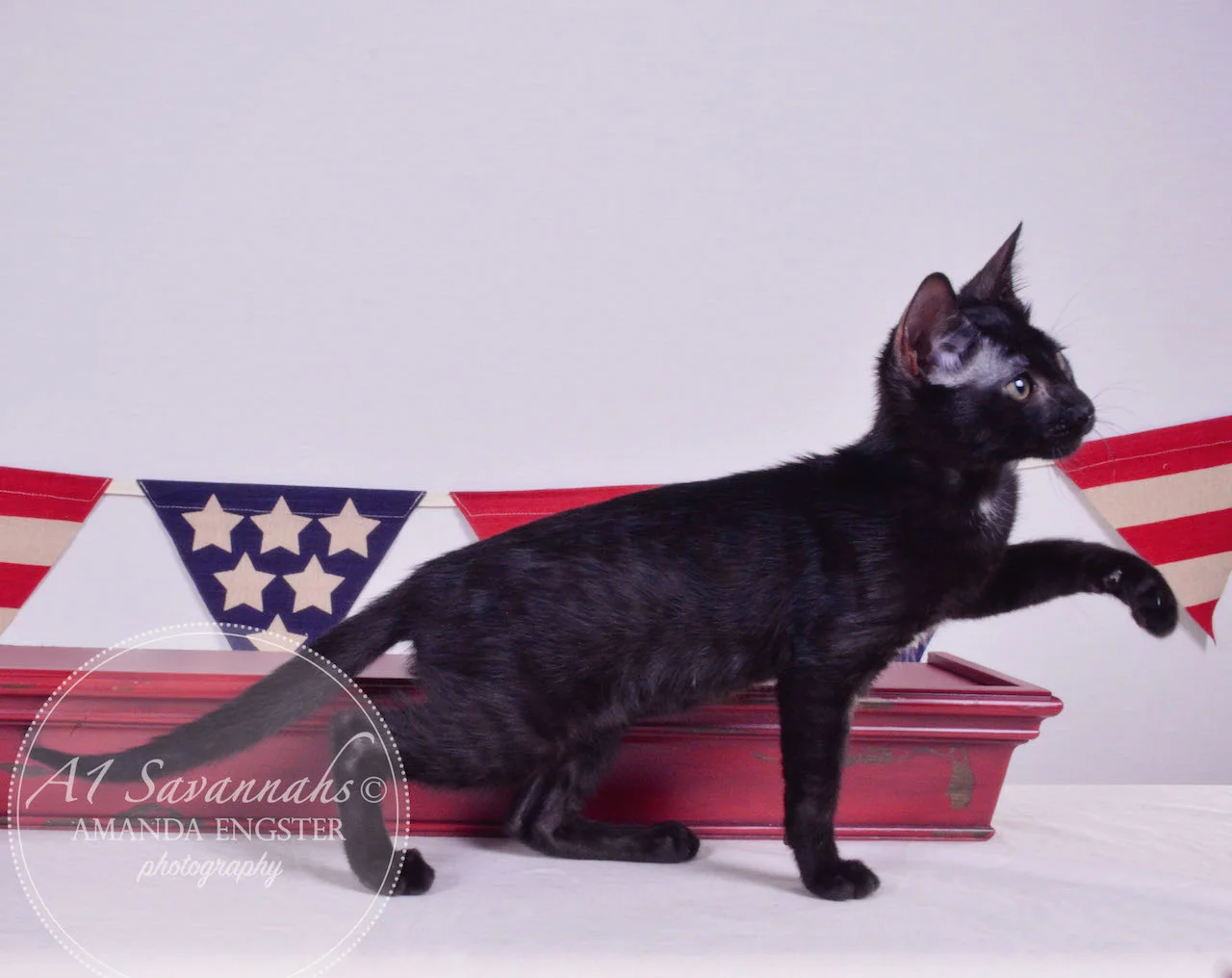 A1Savannahs Halle F5 Female Savannah Kitten