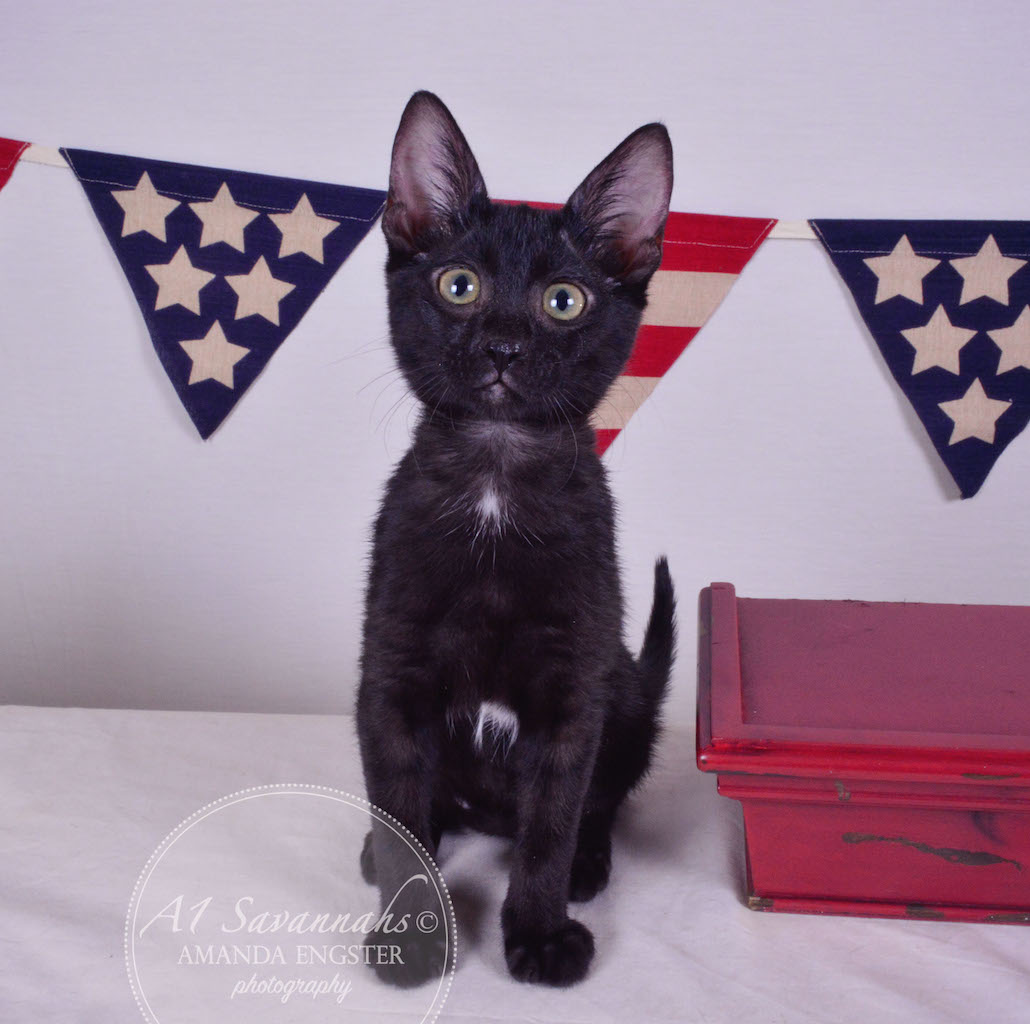 A1Savannahs Halle F5 Female Savannah Kitten