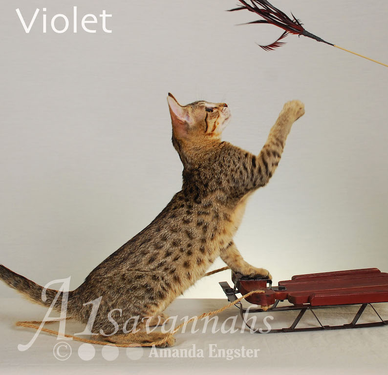 A1Savannahs Violet SBT Female Savannah Kitten