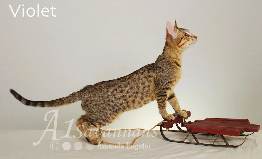 A1Savannahs Violet SBT Female Savannah Kitten