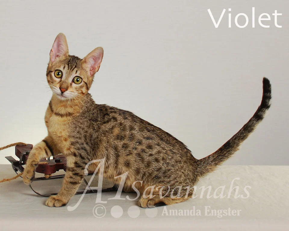 A1Savannahs Violet SBT Female Savannah Kitten