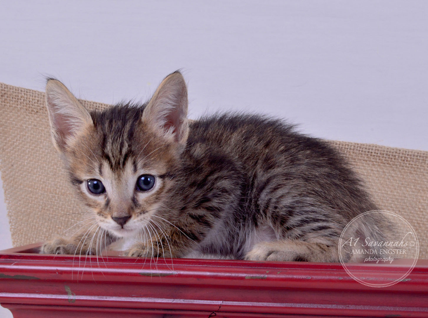 A1Savannahs Aiden F5 Male Savannah Kitten