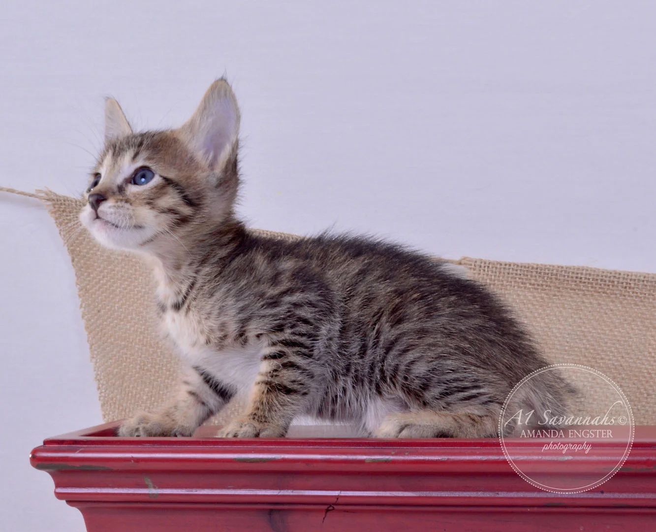 A1Savannahs Aiden F5 Male Savannah Kitten
