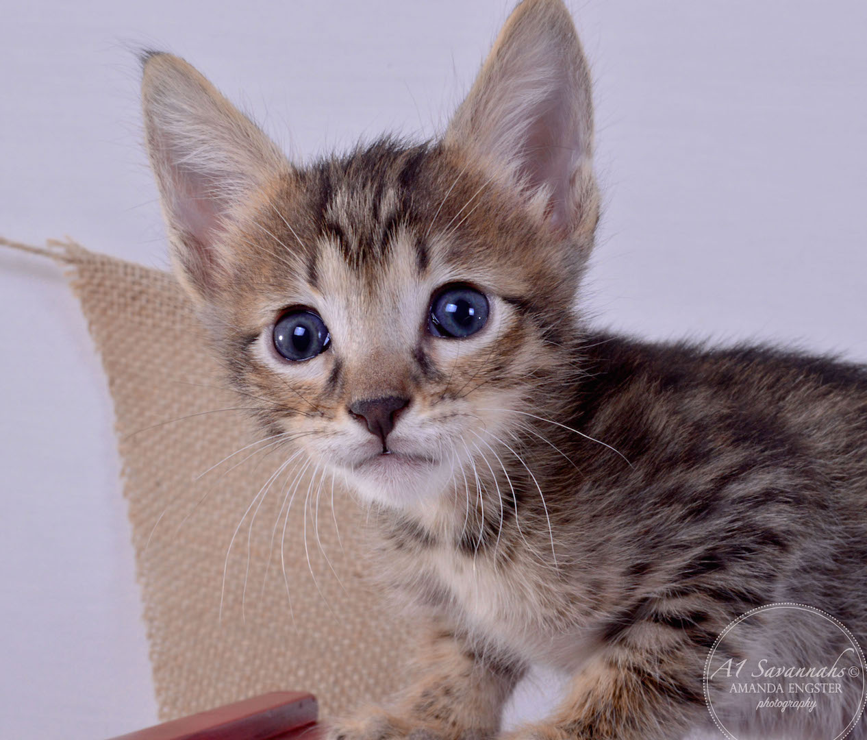 A1Savannahs Aiden F5 Male Savannah Kitten