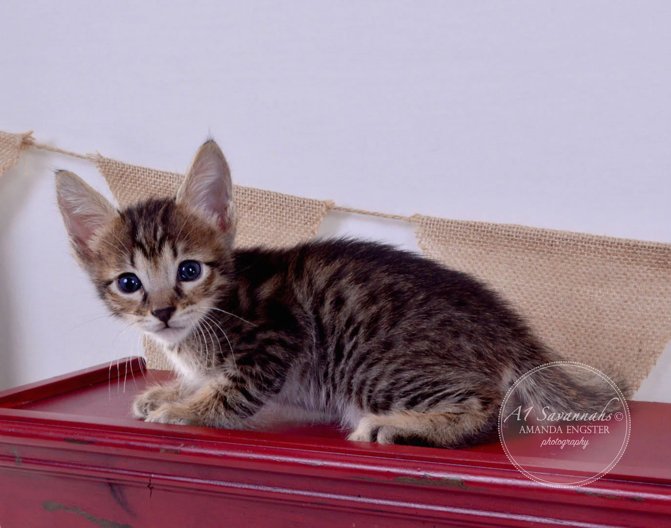 A1Savannahs Aiden F5 Male Savannah Kitten
