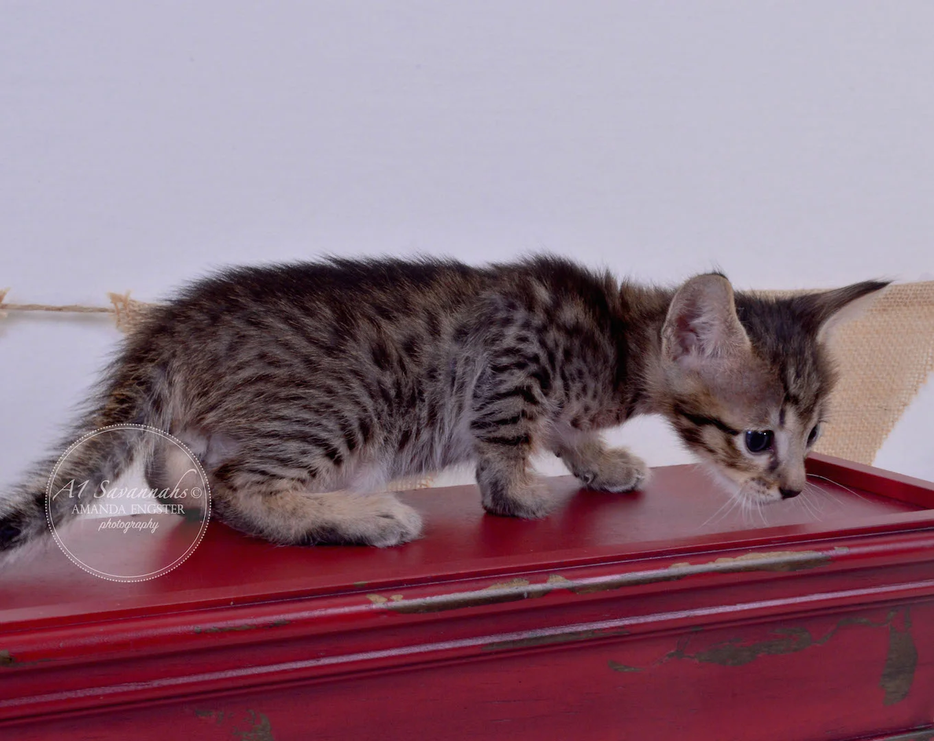 A1Savannahs Aiden F5 Male Savannah Kitten