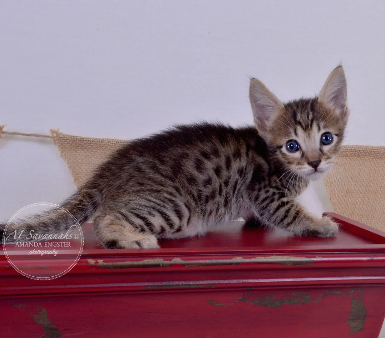 A1Savannahs Aiden F5 Male Savannah Kitten