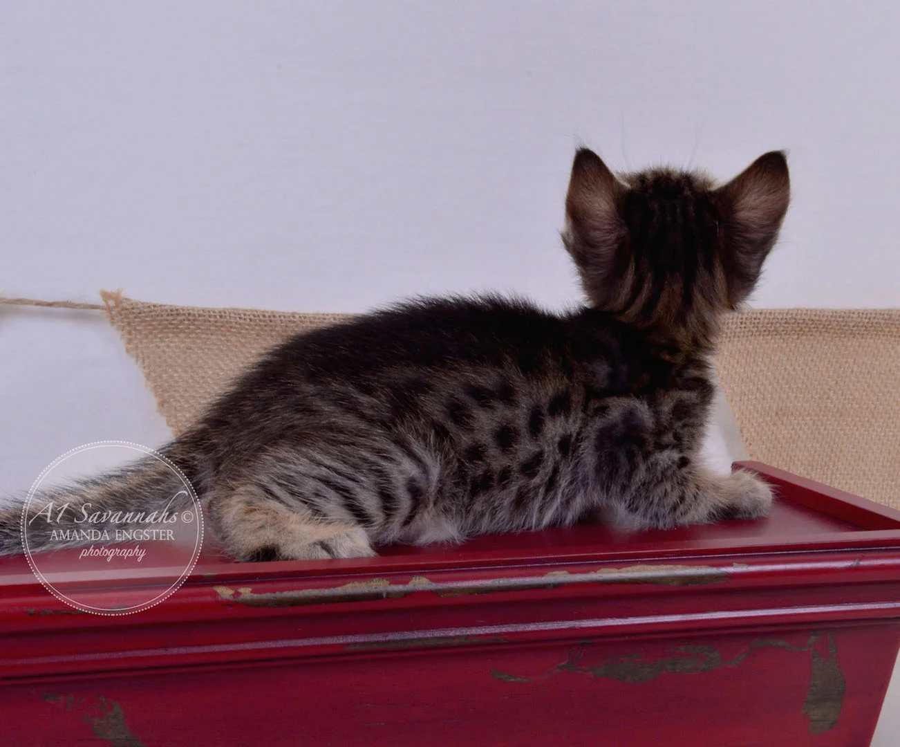 A1Savannahs Aiden F5 Male Savannah Kitten