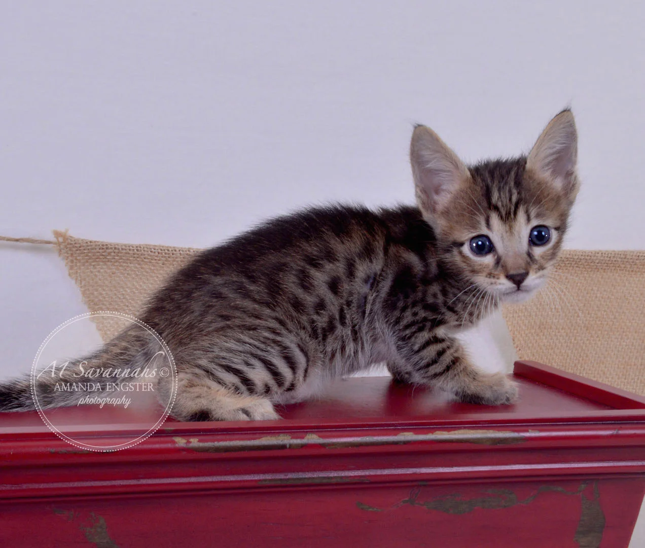 A1Savannahs Aiden F5 Male Savannah Kitten