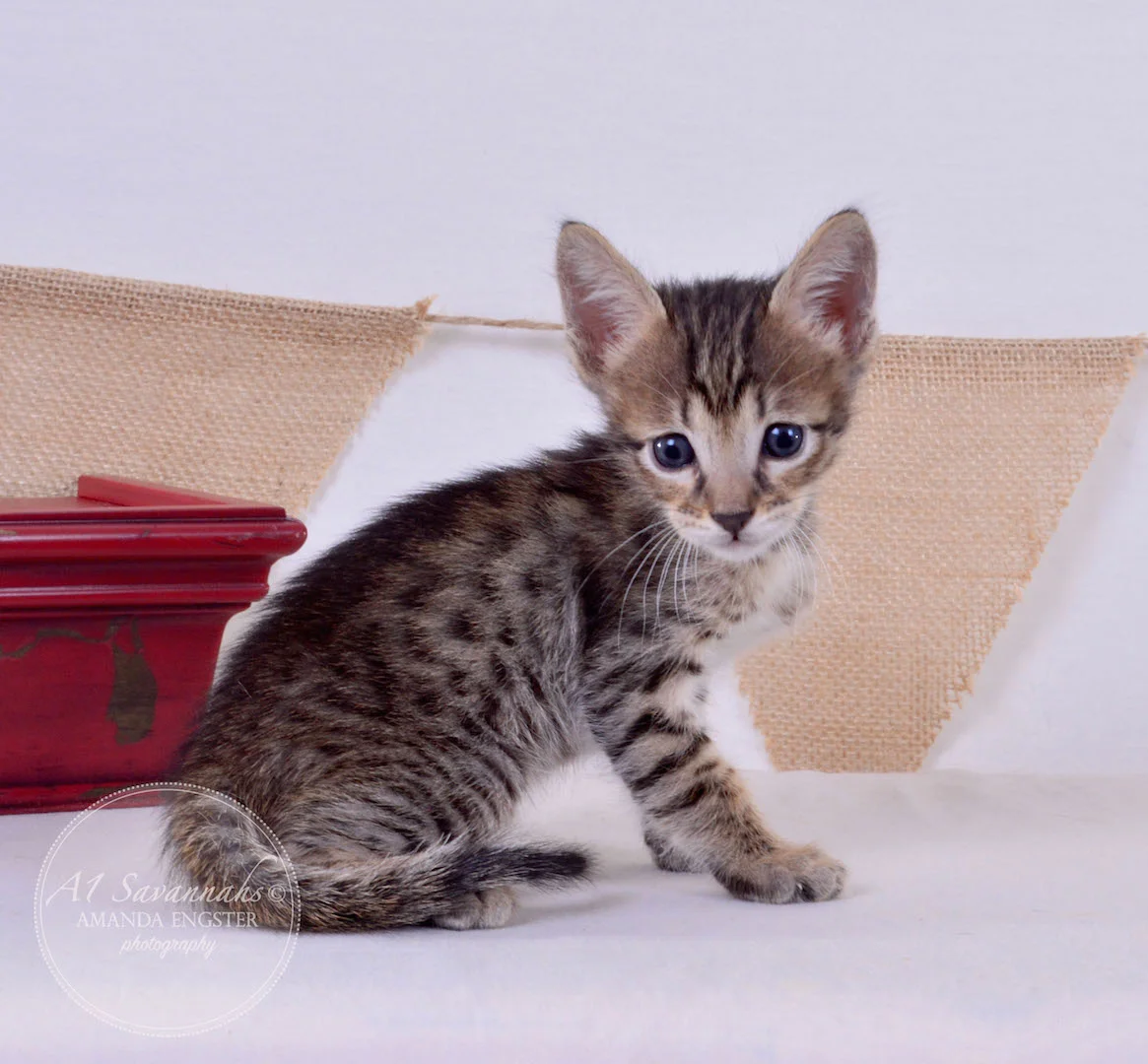 A1Savannahs Aiden F5 Male Savannah Kitten