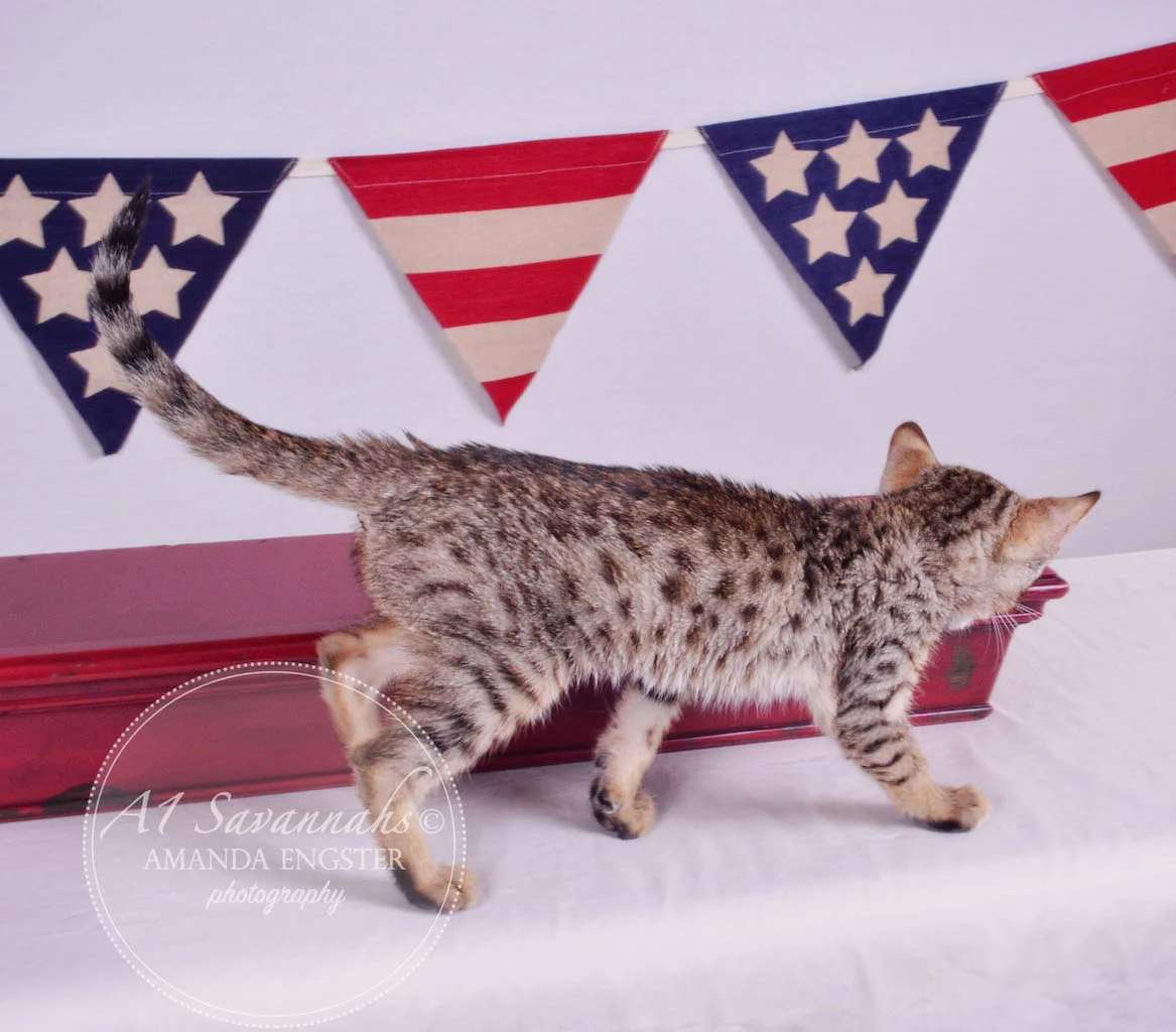A1Savannahs Gabbie F5 Female Savannah Kitten