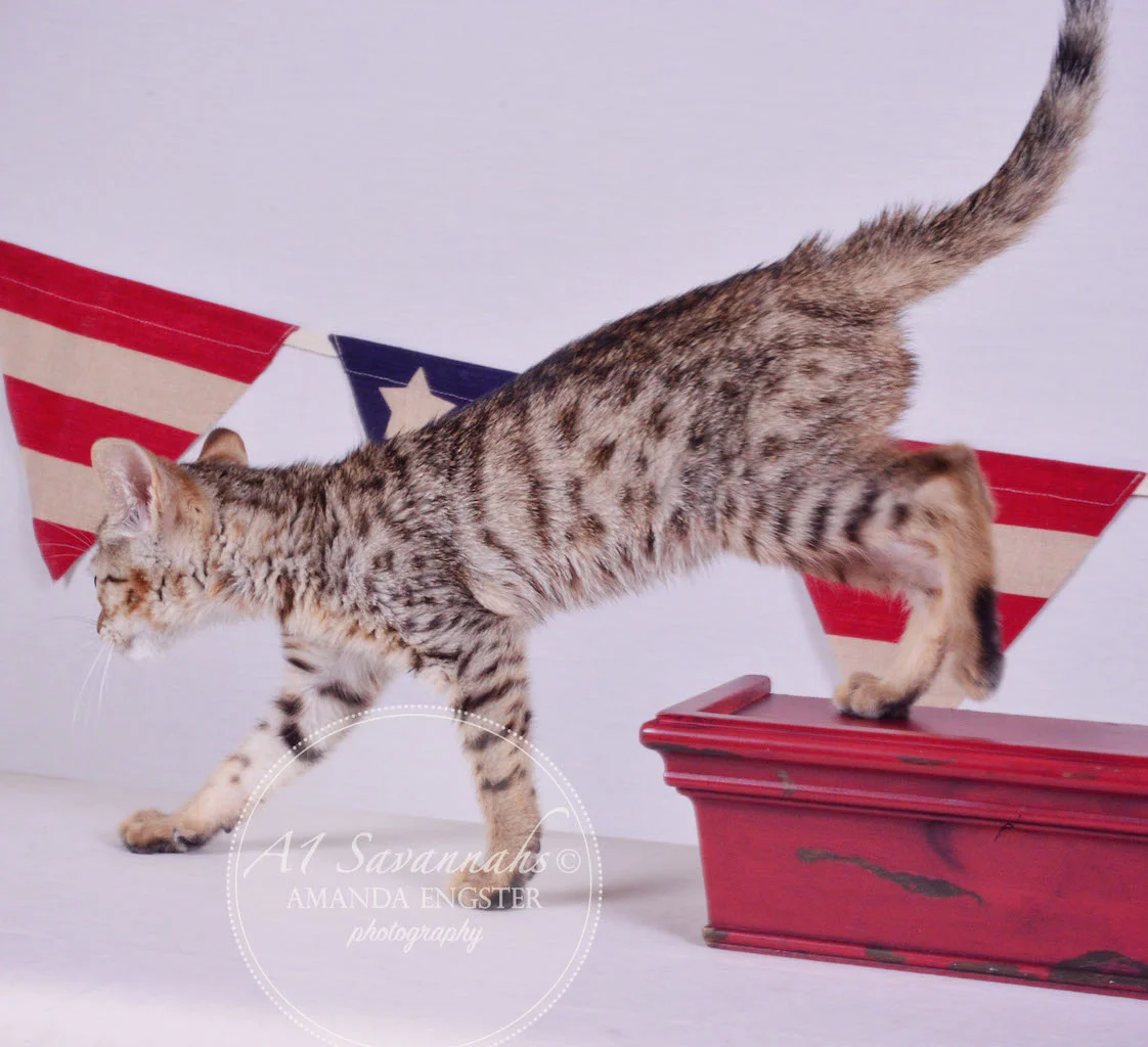 A1Savannahs Gabbie F5 Female Savannah Kitten