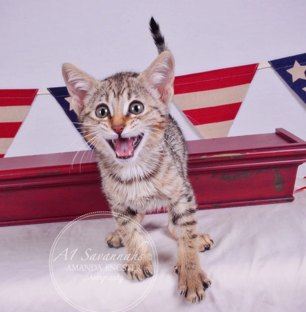 A1Savannahs Gabbie F5 Female Savannah Kitten
