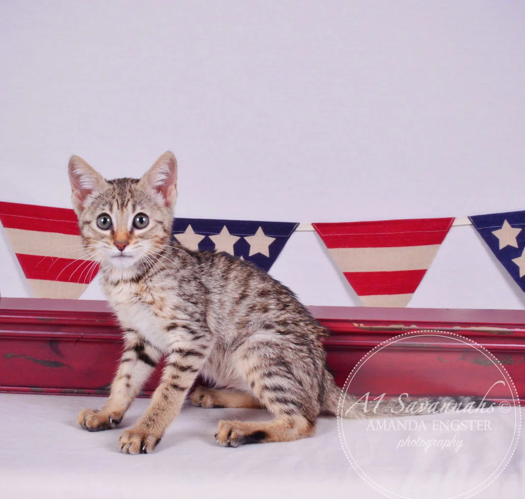 A1Savannahs Gabbie F5 Female Savannah Kitten