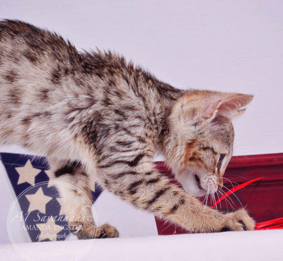 A1Savannahs Gabbie F5 Female Savannah Kitten
