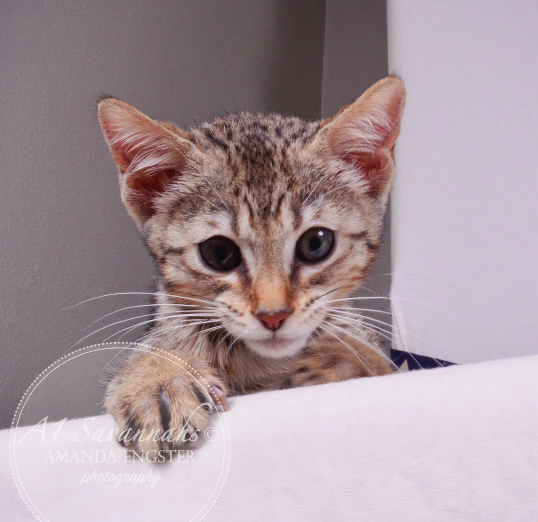 A1Savannahs Gabbie F5 Female Savannah Kitten