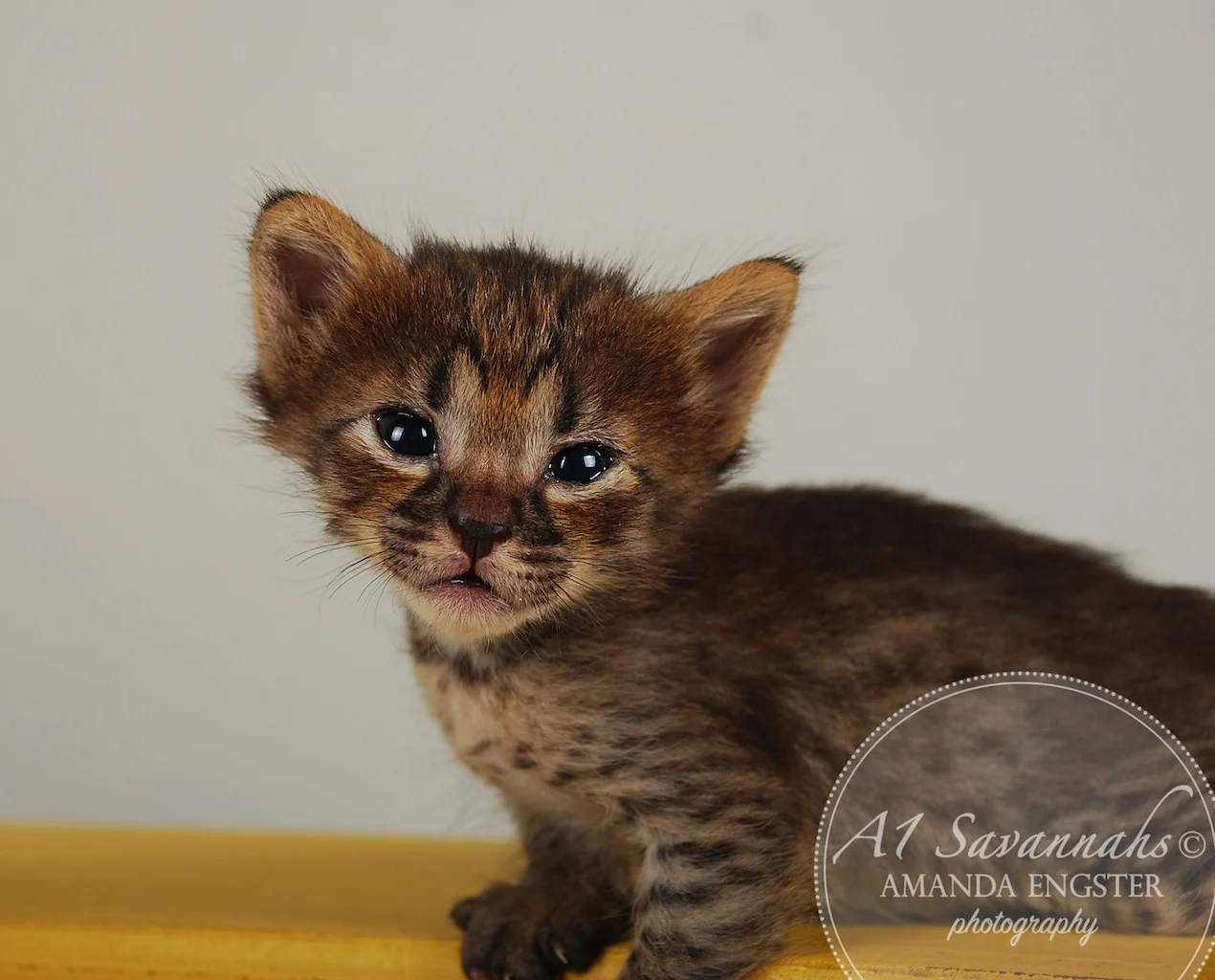 A1Savannahs Finley F4 Female Savannah Kitten