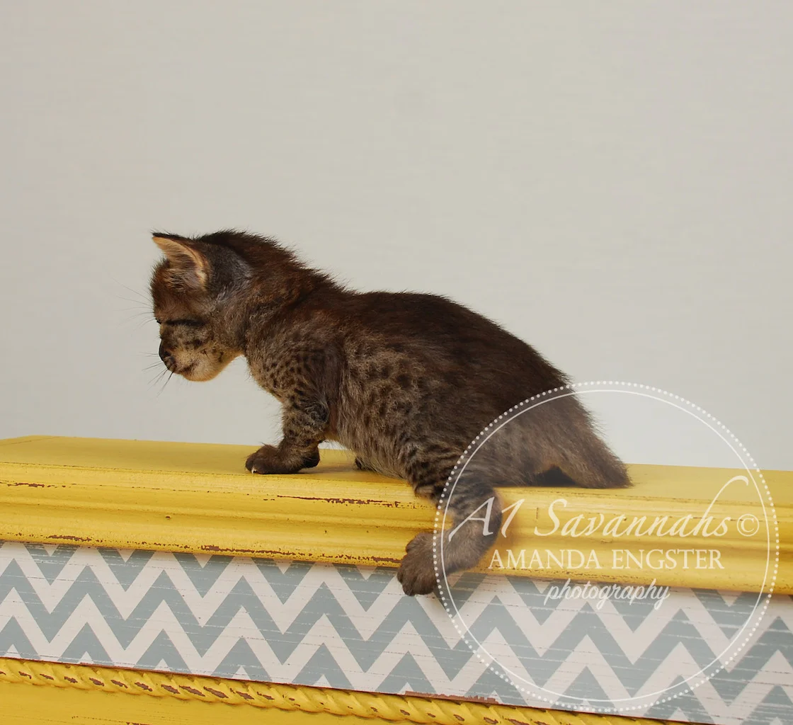 A1Savannahs Finley F4 Female Savannah Kitten