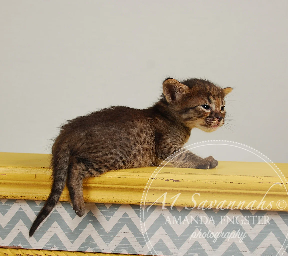 A1Savannahs Finley F4 Female Savannah Kitten