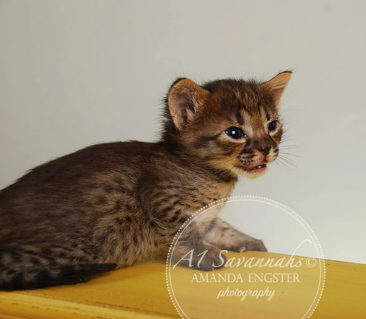 A1Savannahs Finley F4 Female Savannah Kitten