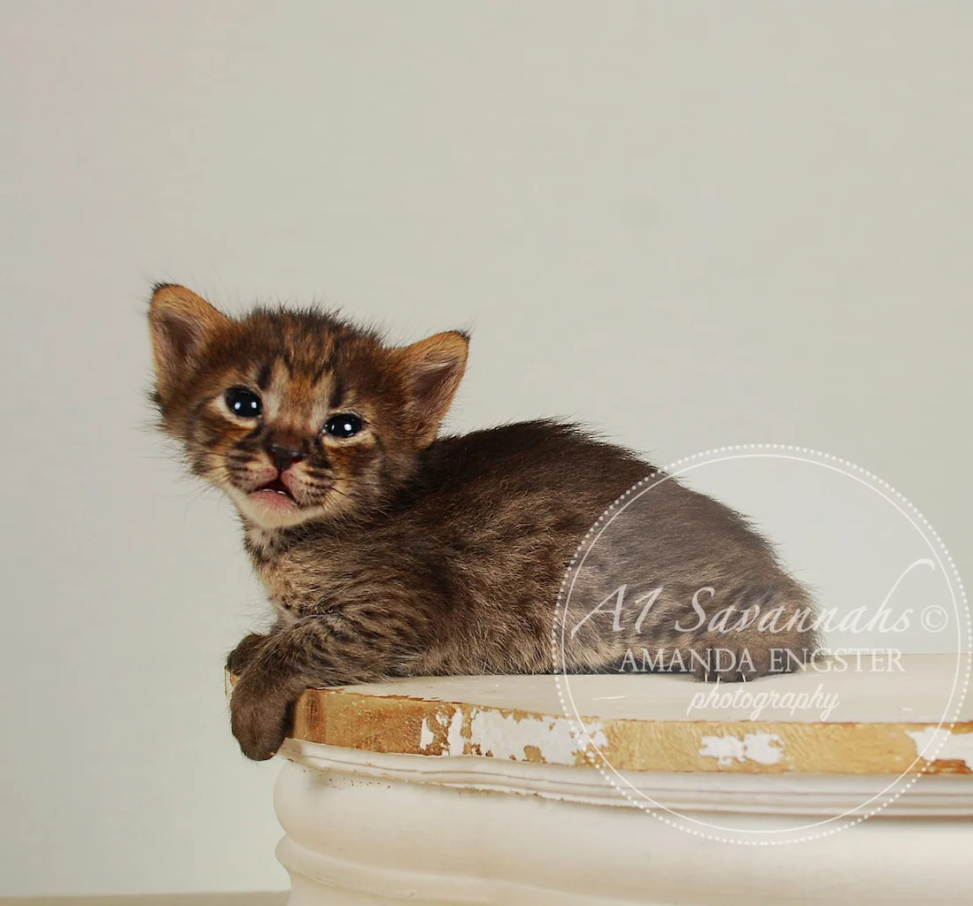 A1Savannahs Finley F4 Female Savannah Kitten