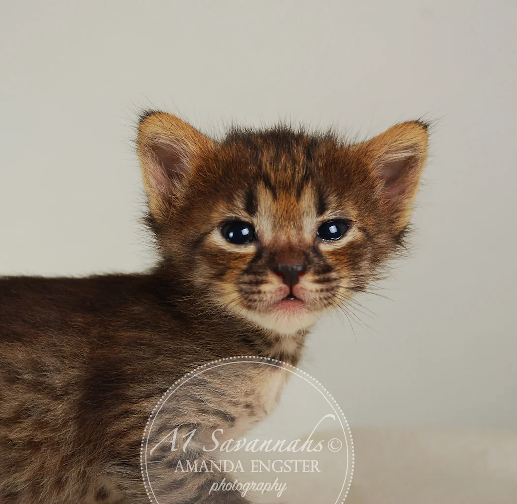 A1Savannahs Finley F4 Female Savannah Kitten