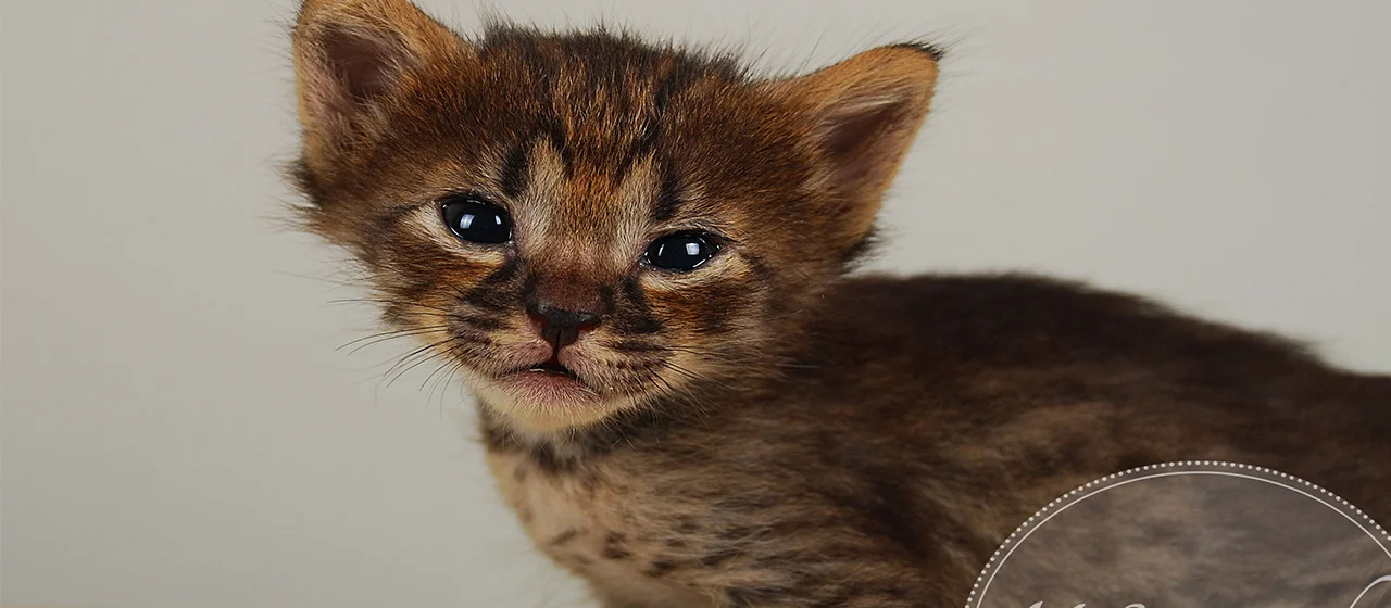 A1Savannahs Finley F4 Female Savannah Kitten