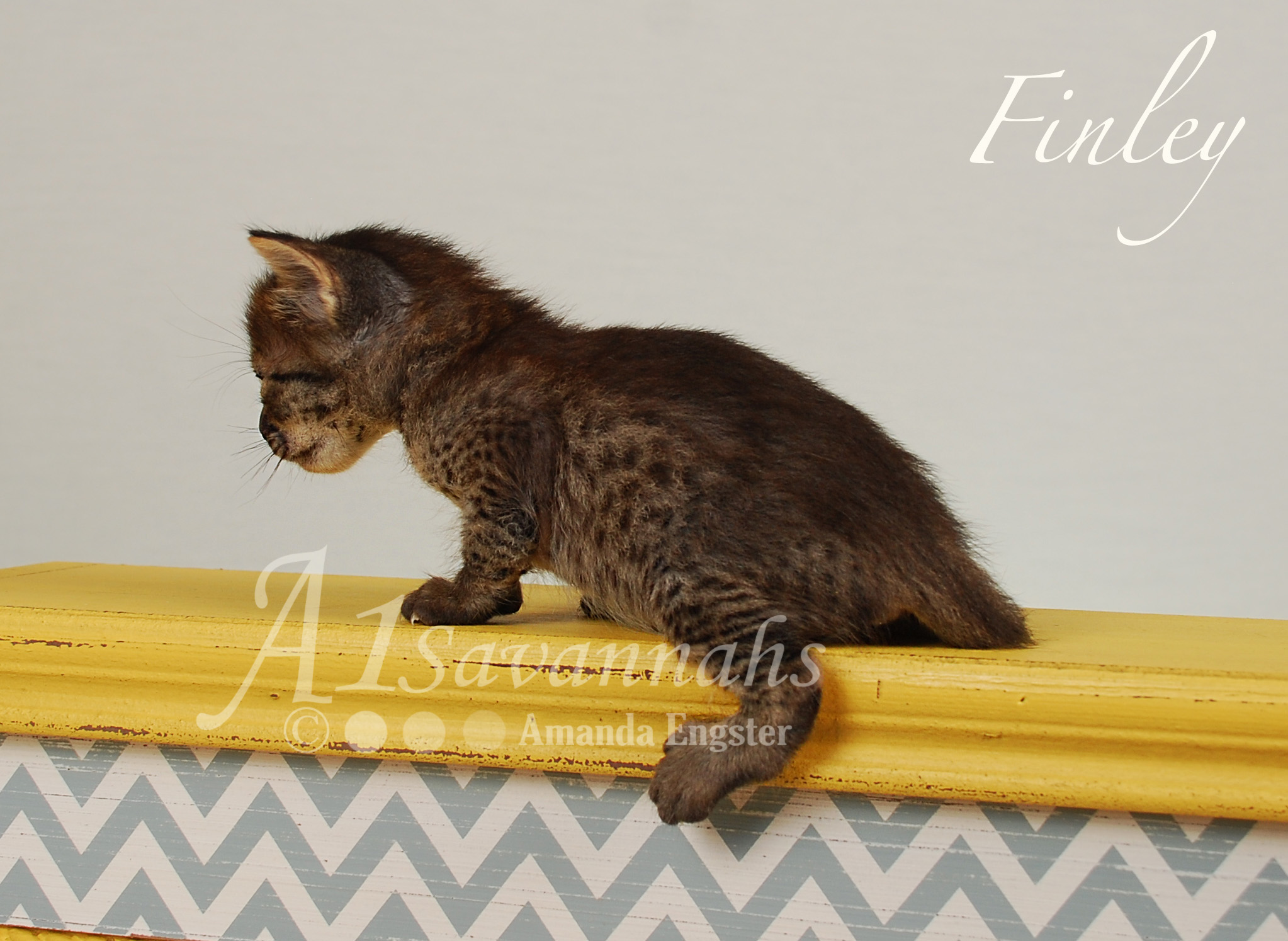 A1Savannahs Finley F4 Female Savannah Kitten