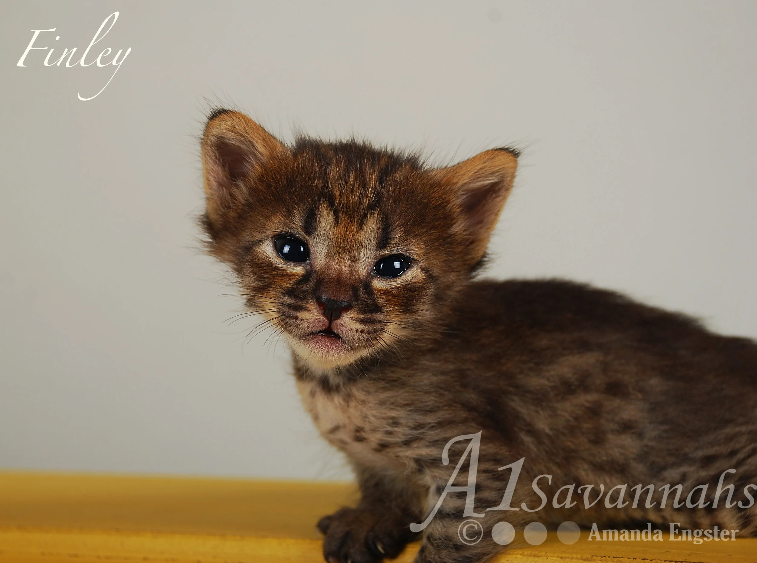 A1Savannahs Finley F4 Female Savannah Kitten