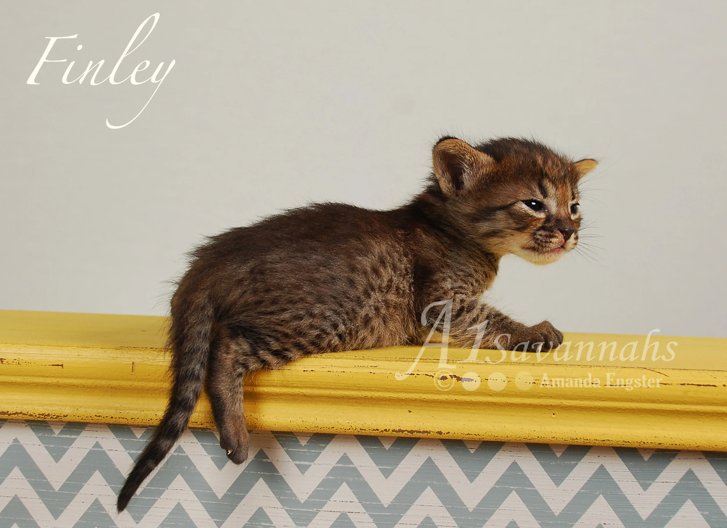 A1Savannahs Finley F4 Female Savannah Kitten