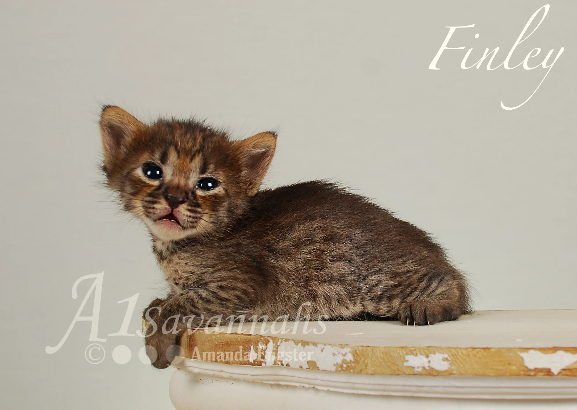 A1Savannahs Finley F4 Female Savannah Kitten
